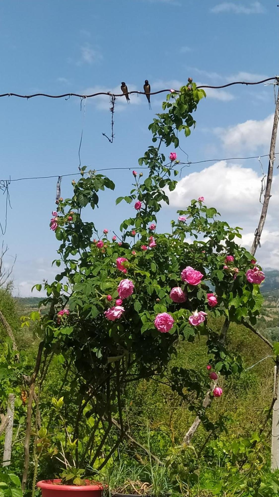 Spring Village Home Përmet 外观 照片