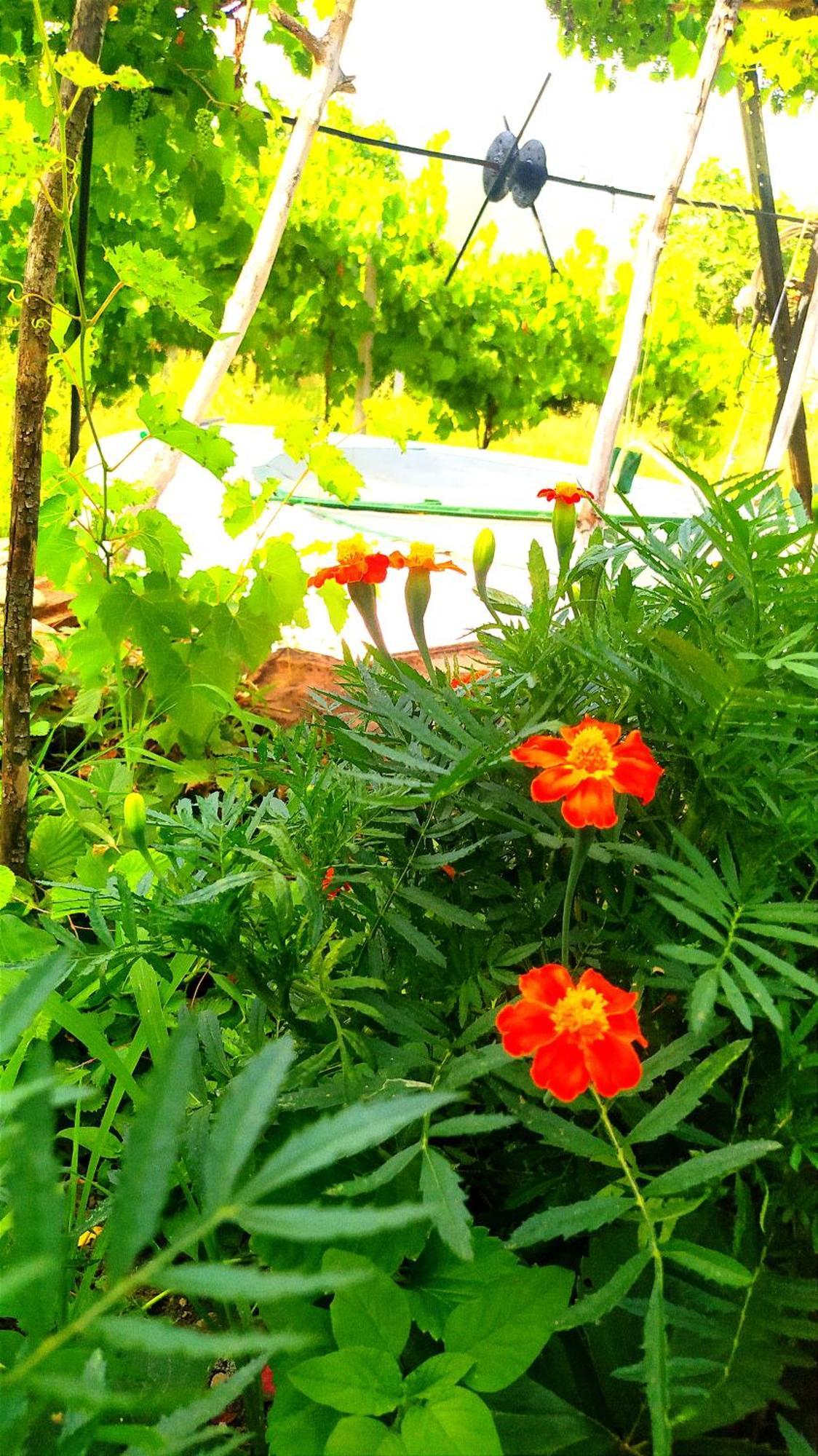 Spring Village Home Përmet 客房 照片